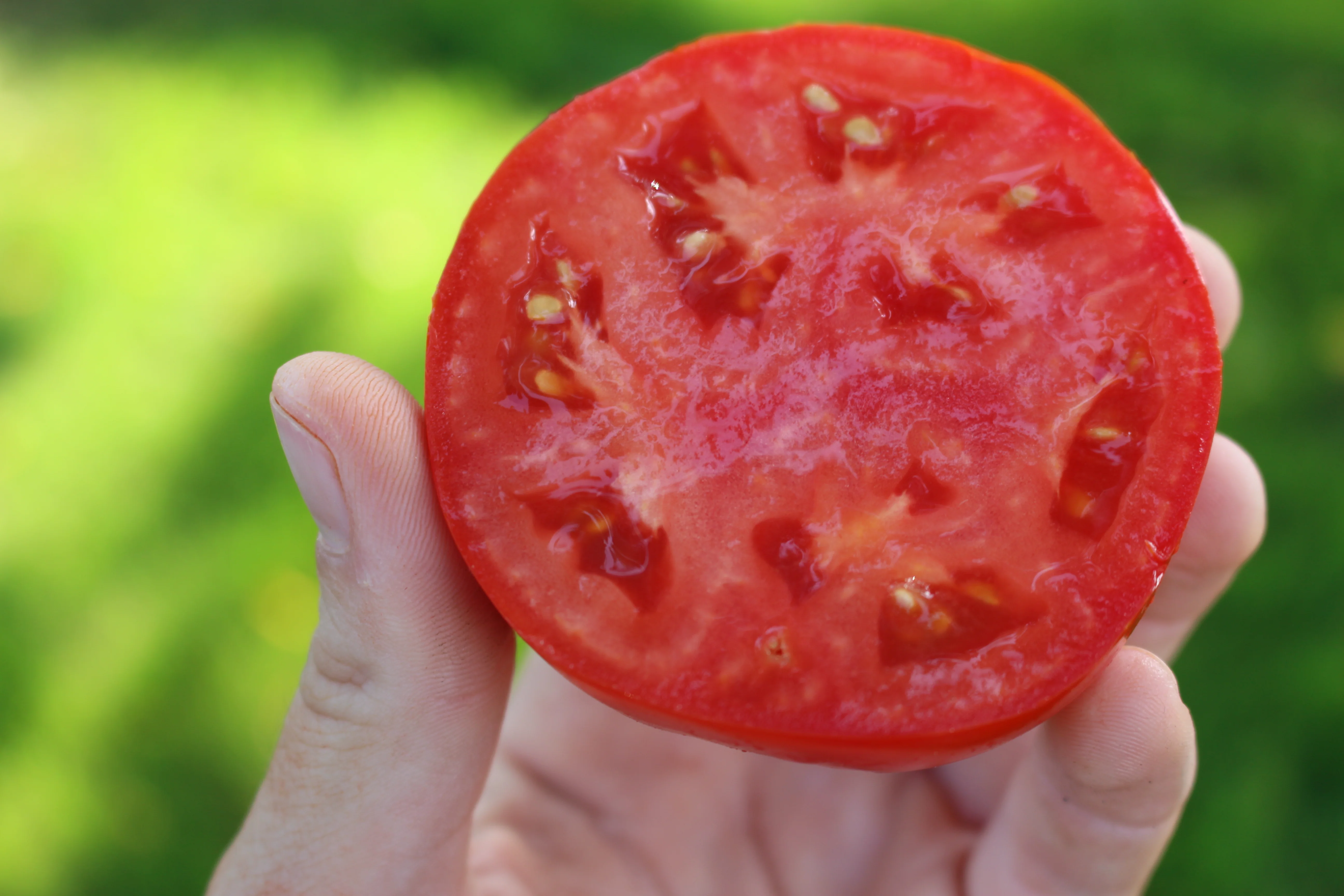 Rutgers 250 Tomato Seeds