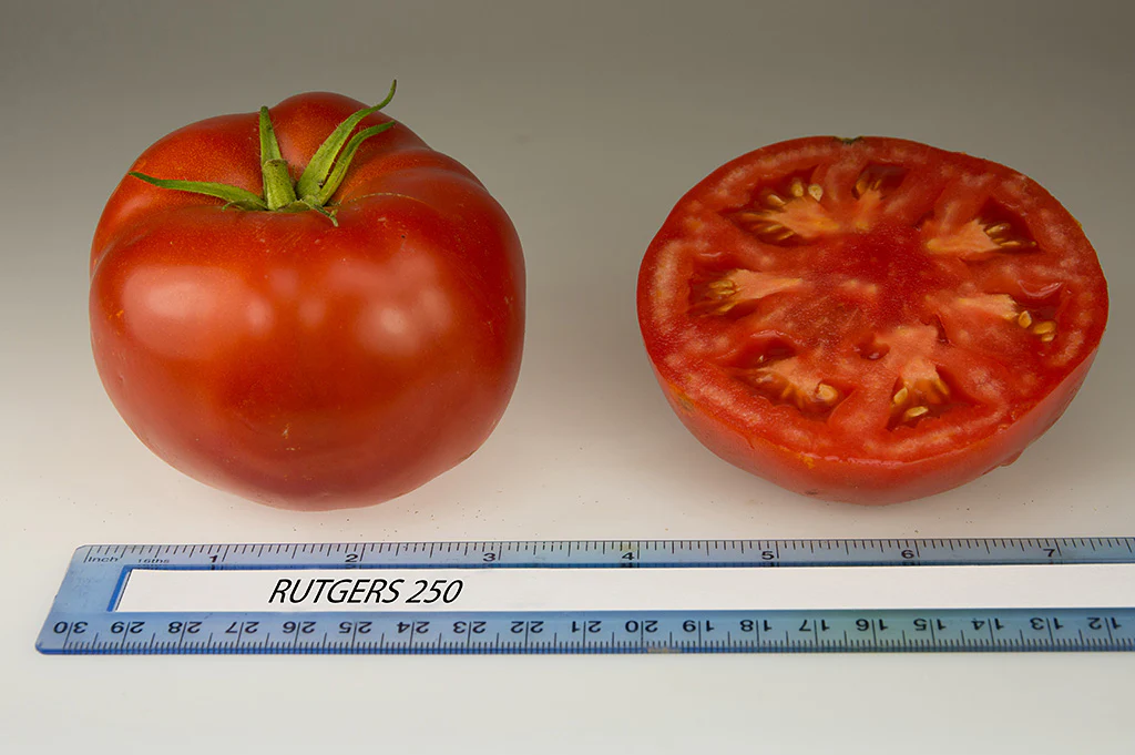 Rutgers 250 Tomato Seeds - Image 10