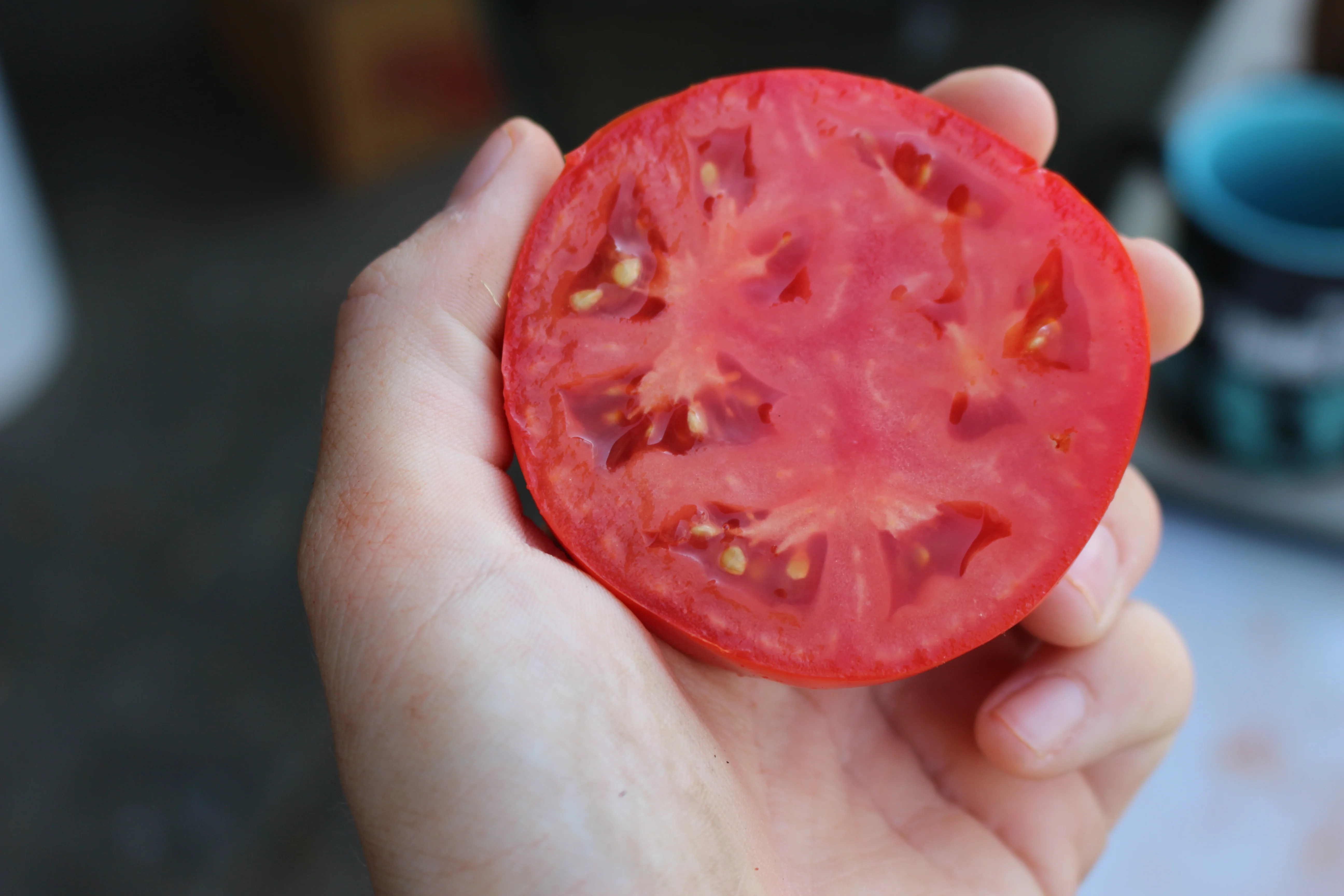 Rutgers 250 Tomato Seeds - Image 2