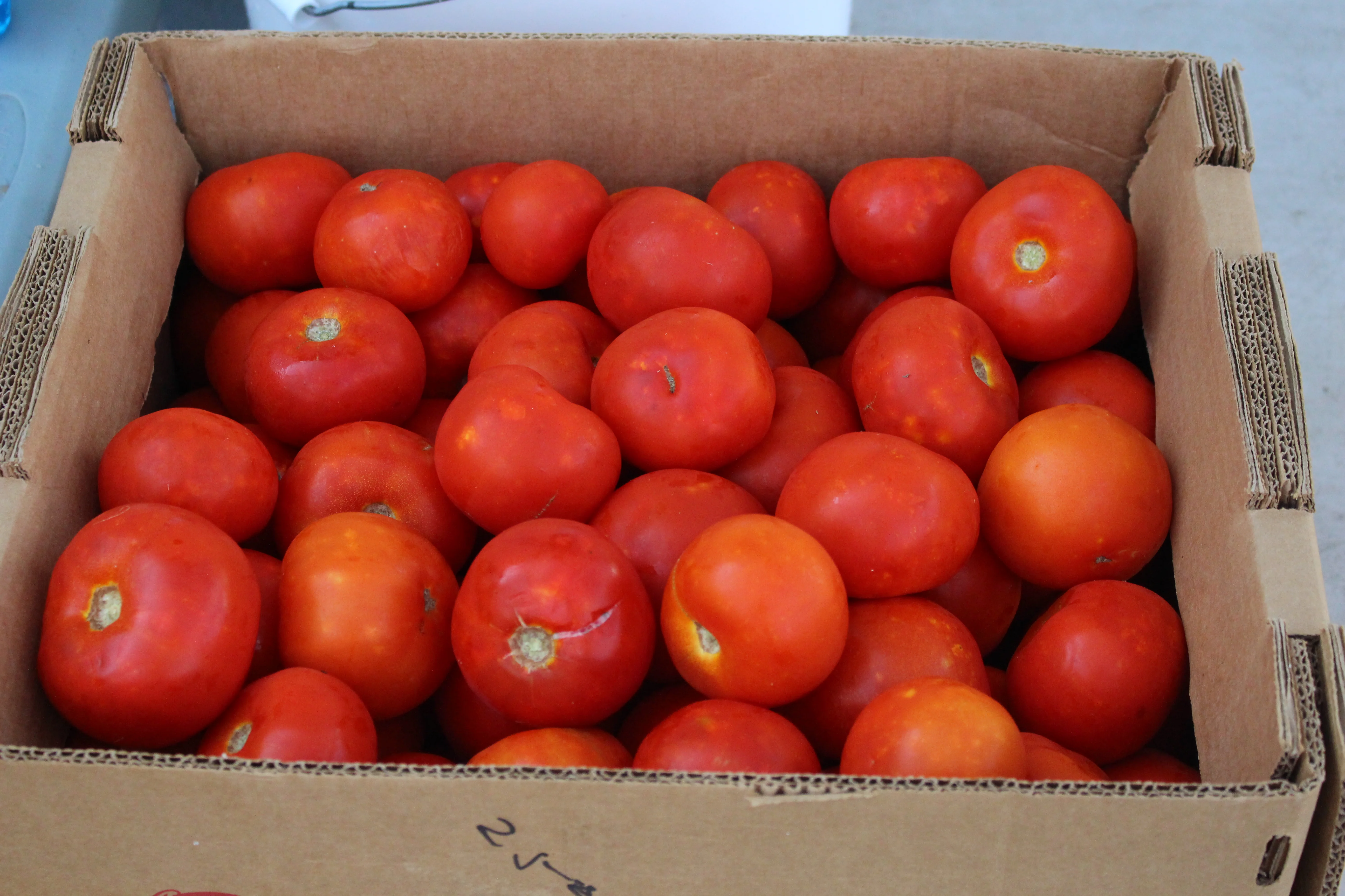 Rutgers 250 Tomato Seeds - Image 3