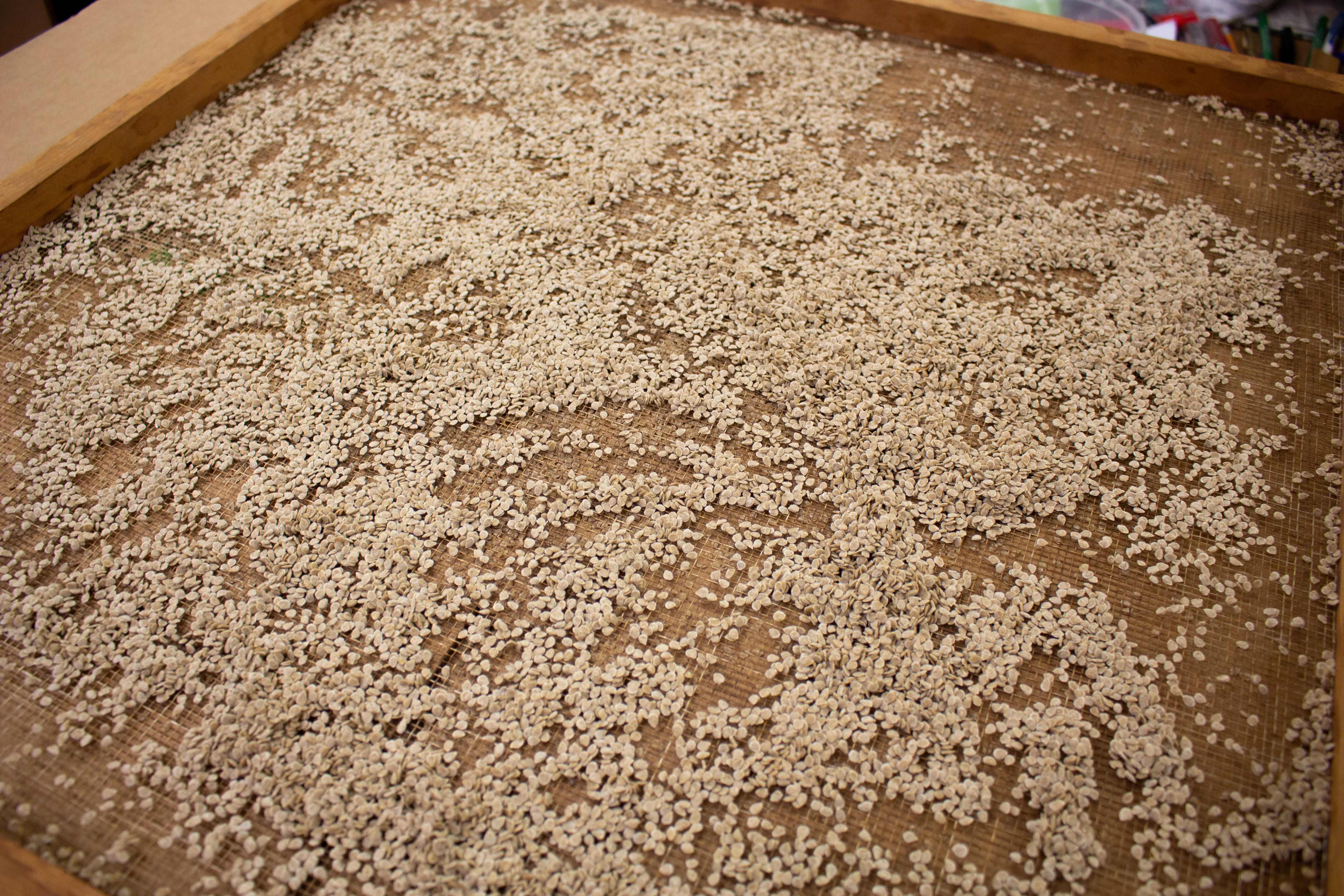 Rutgers 250 Tomato Seeds - Image 8