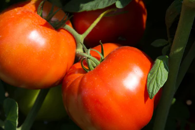 Rutgers 250 Tomato Seeds - Image 9