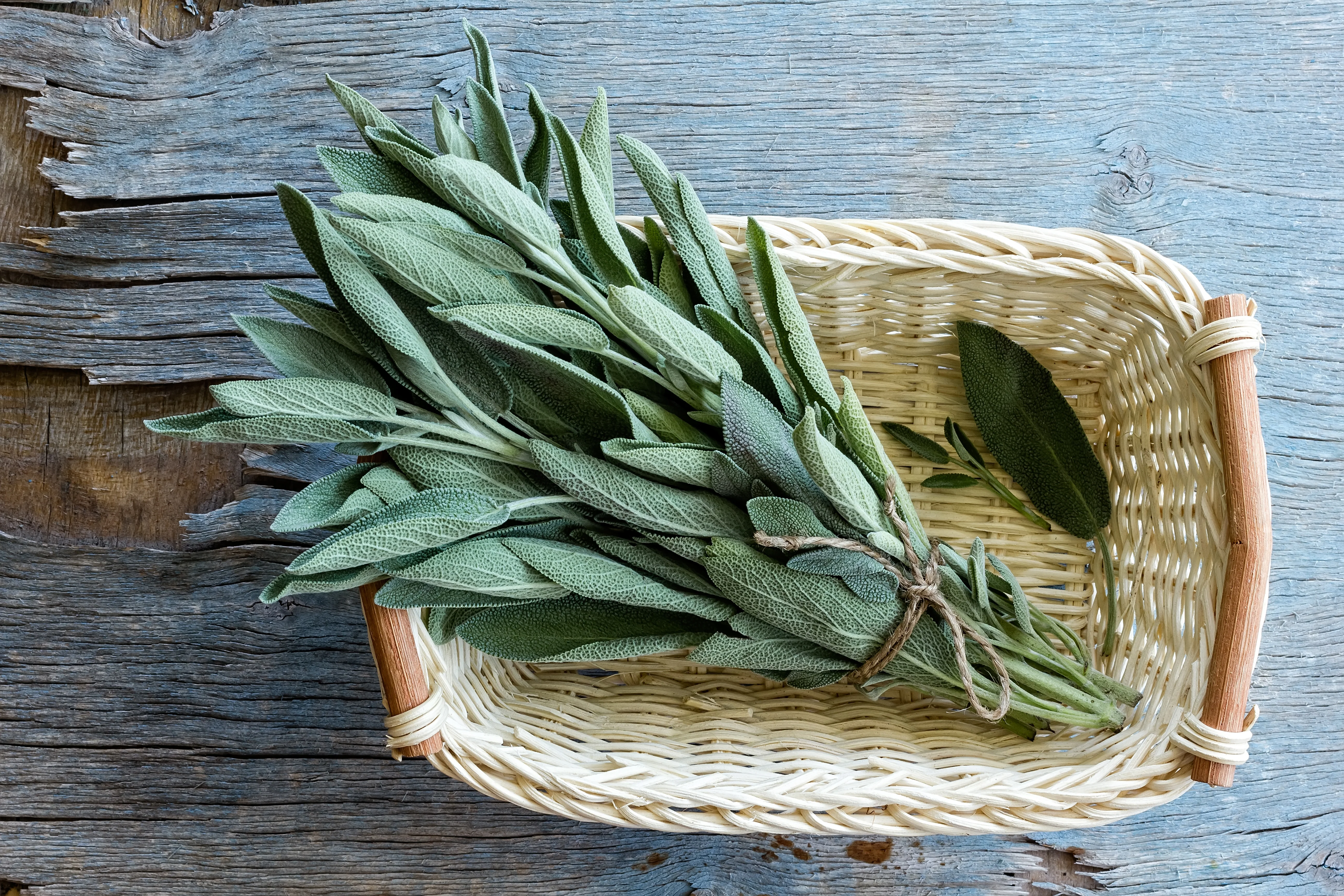 Sage Seeds