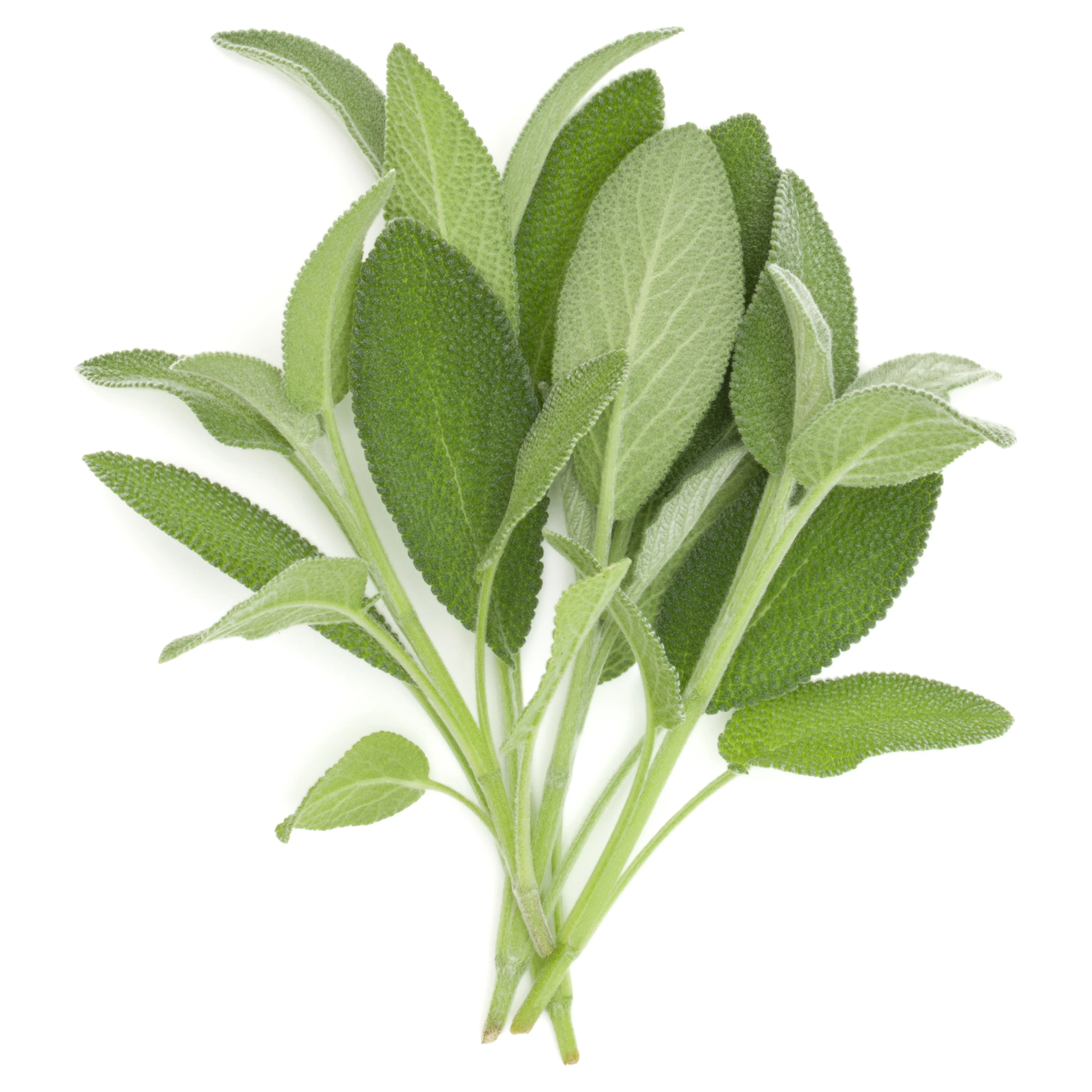 Sage Seeds - Image 2
