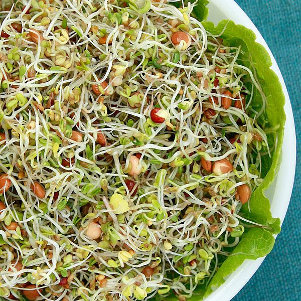 Salad Bowl Blend Sprouting Seeds