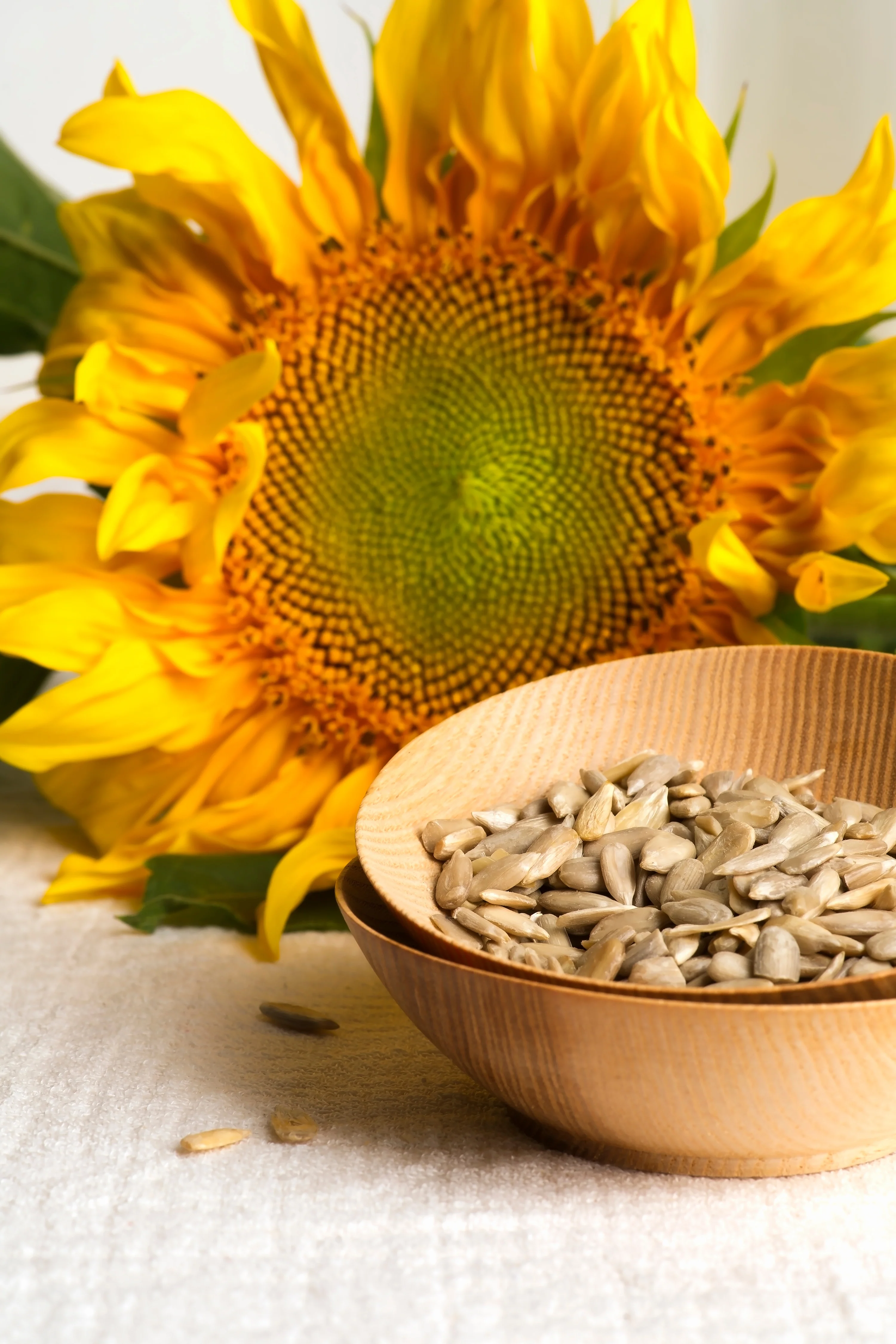 Salt N' Roast Hybrid Sunflower Seeds