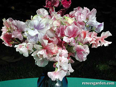 Saltwater Taffy Sweet Pea