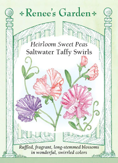 Saltwater Taffy Sweet Pea - Image 2