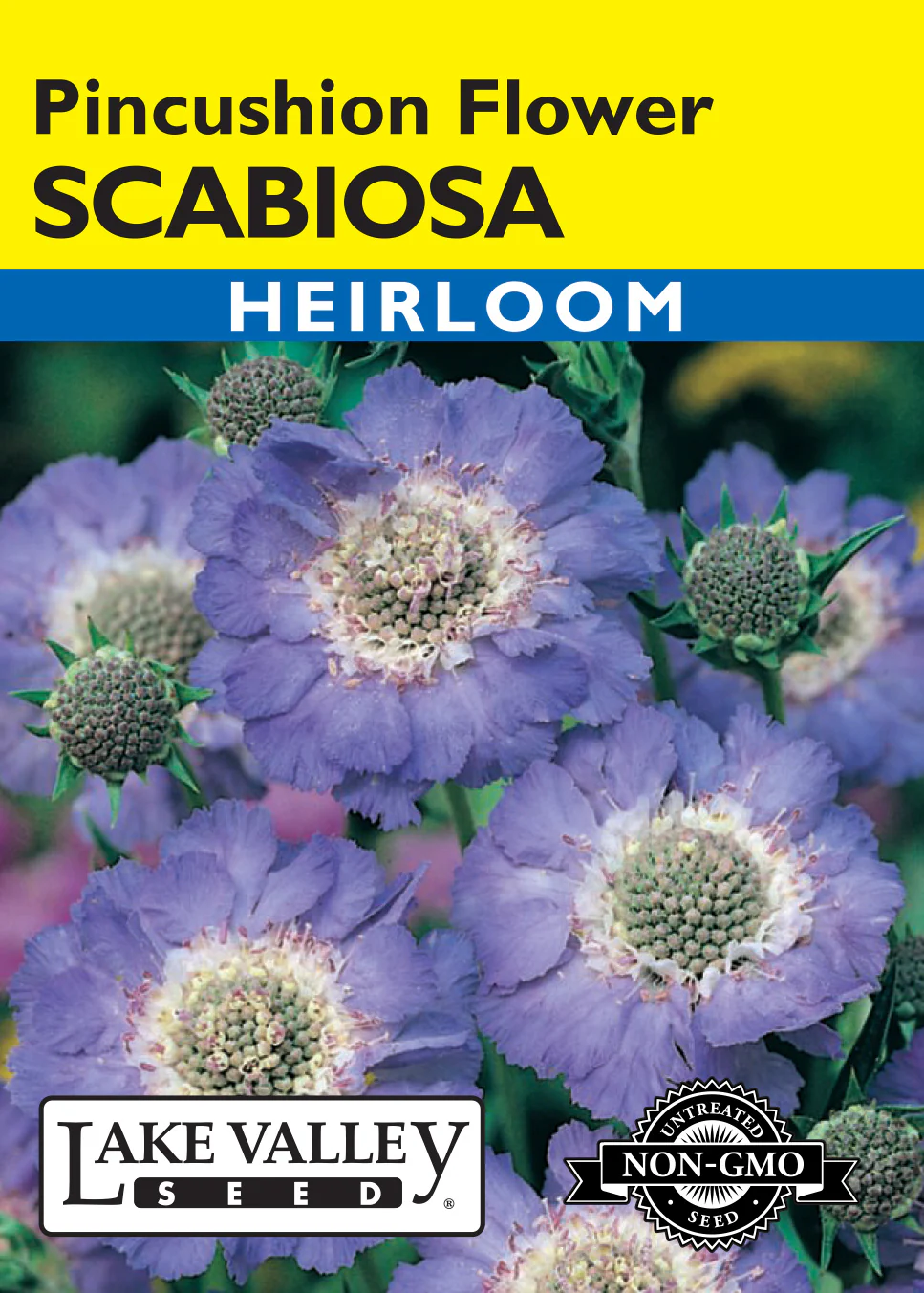 Scabiosa Pincushion Flower