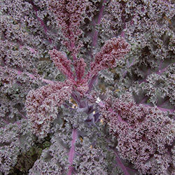 Scarlet Kale