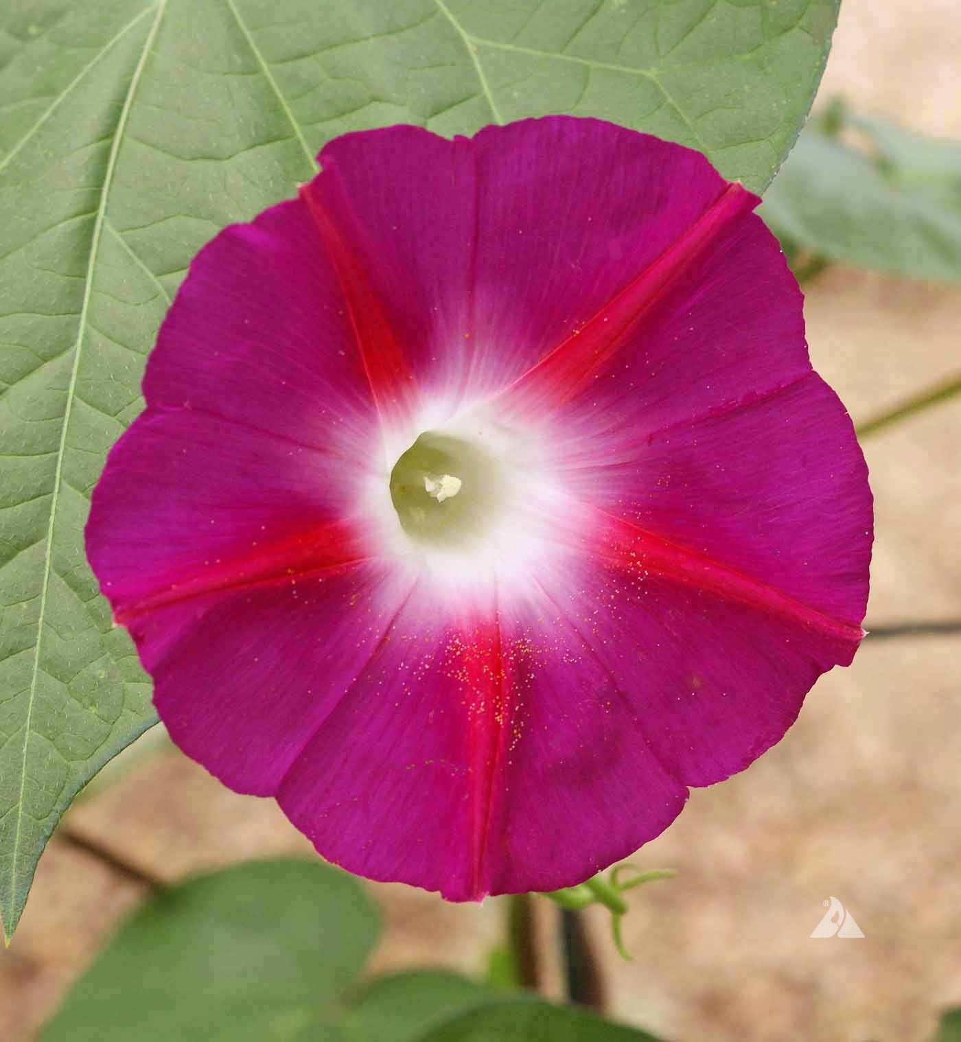Scarlet O'hara Morning Glory Seeds