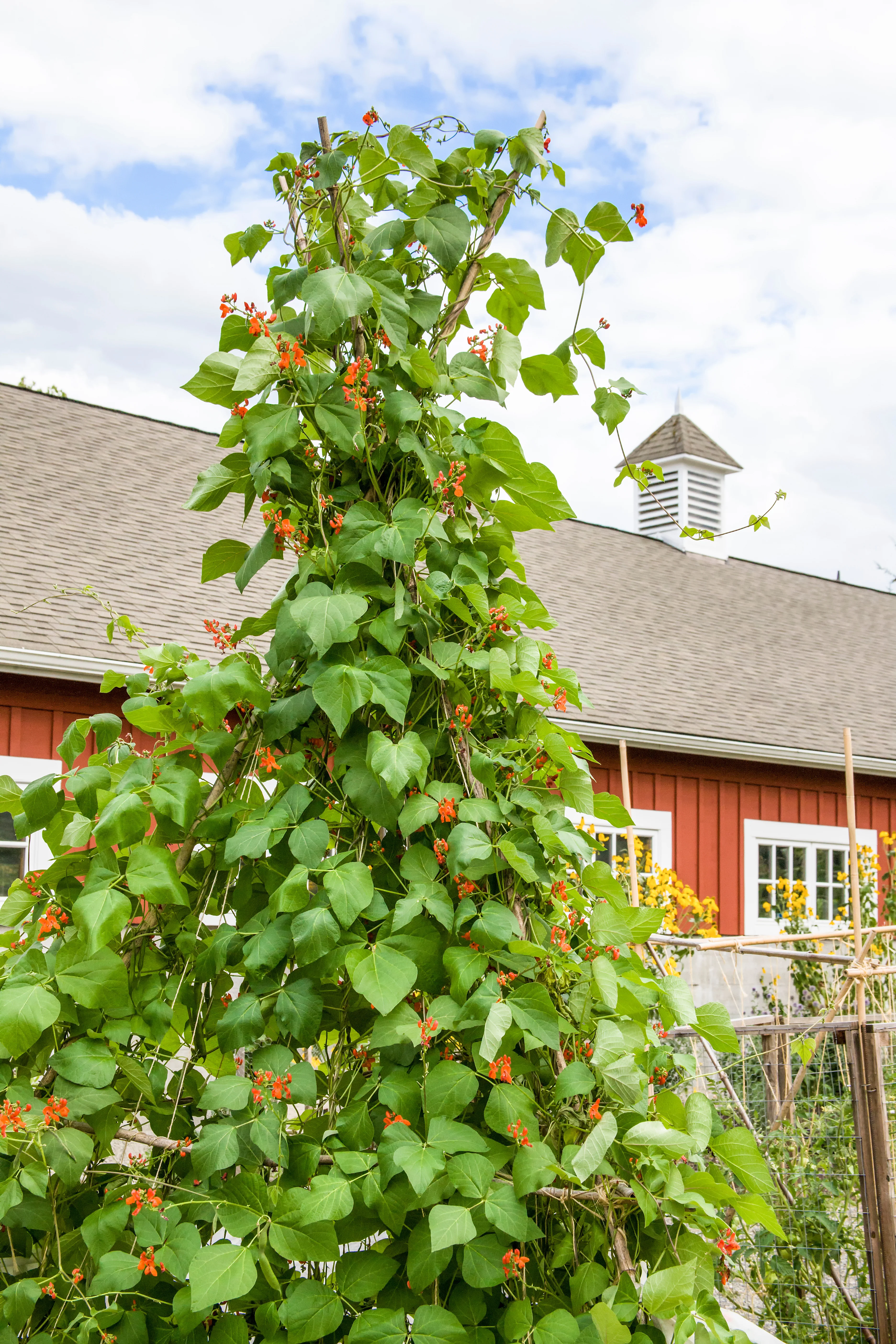 Scarlet Runner Pole Bean Seeds