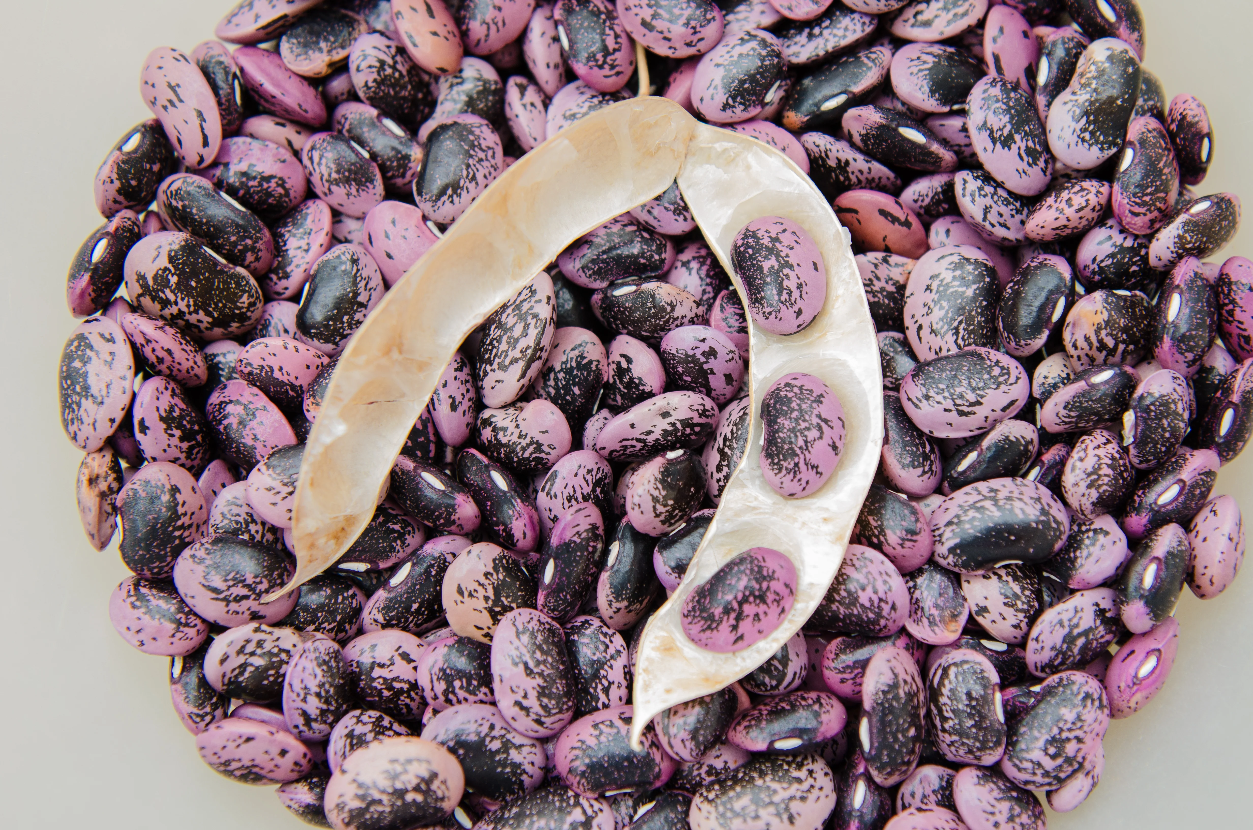 Scarlet Runner Pole Bean Seeds - Image 2