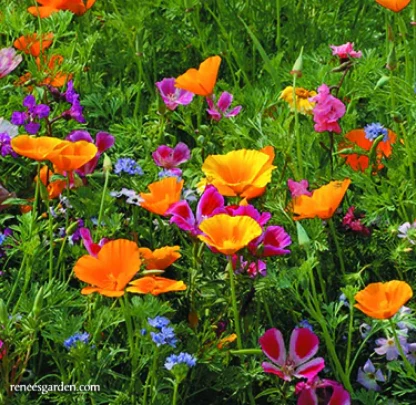 Annual Wildflowers Scatter Can
