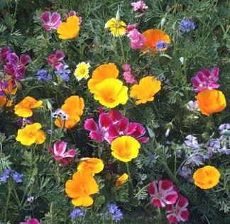 Annual Wildflowers Scatter Can - Image 2