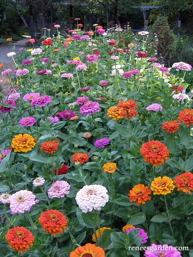 Rainbow Zinnia Garden Scatter Can