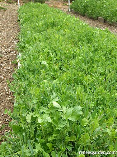 Cover Crop Scatter Can - Image 2