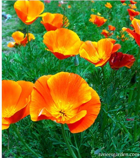 California Poppies Scatter Can