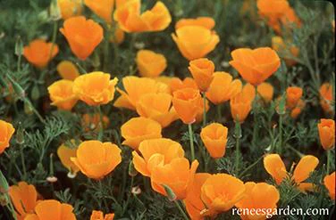 California Poppies Scatter Can - Image 2