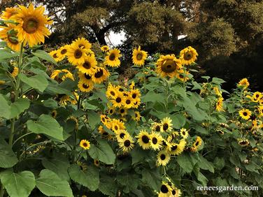 Summer Sunflowers Scatter Can - Image 2