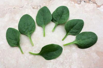 Seaside Baby Leaf Hybrid Spinach Seeds