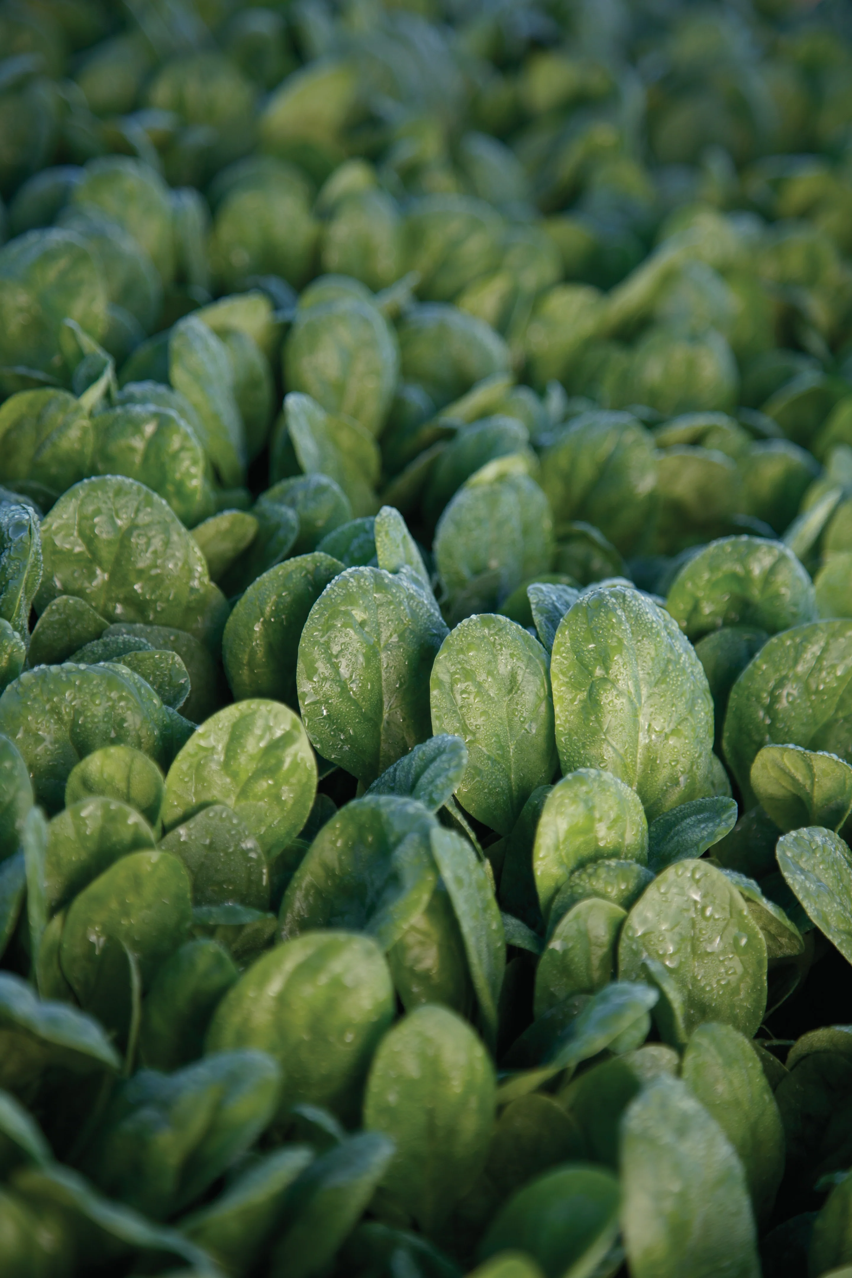 Seaside Baby Leaf Hybrid Spinach Seeds - Image 2
