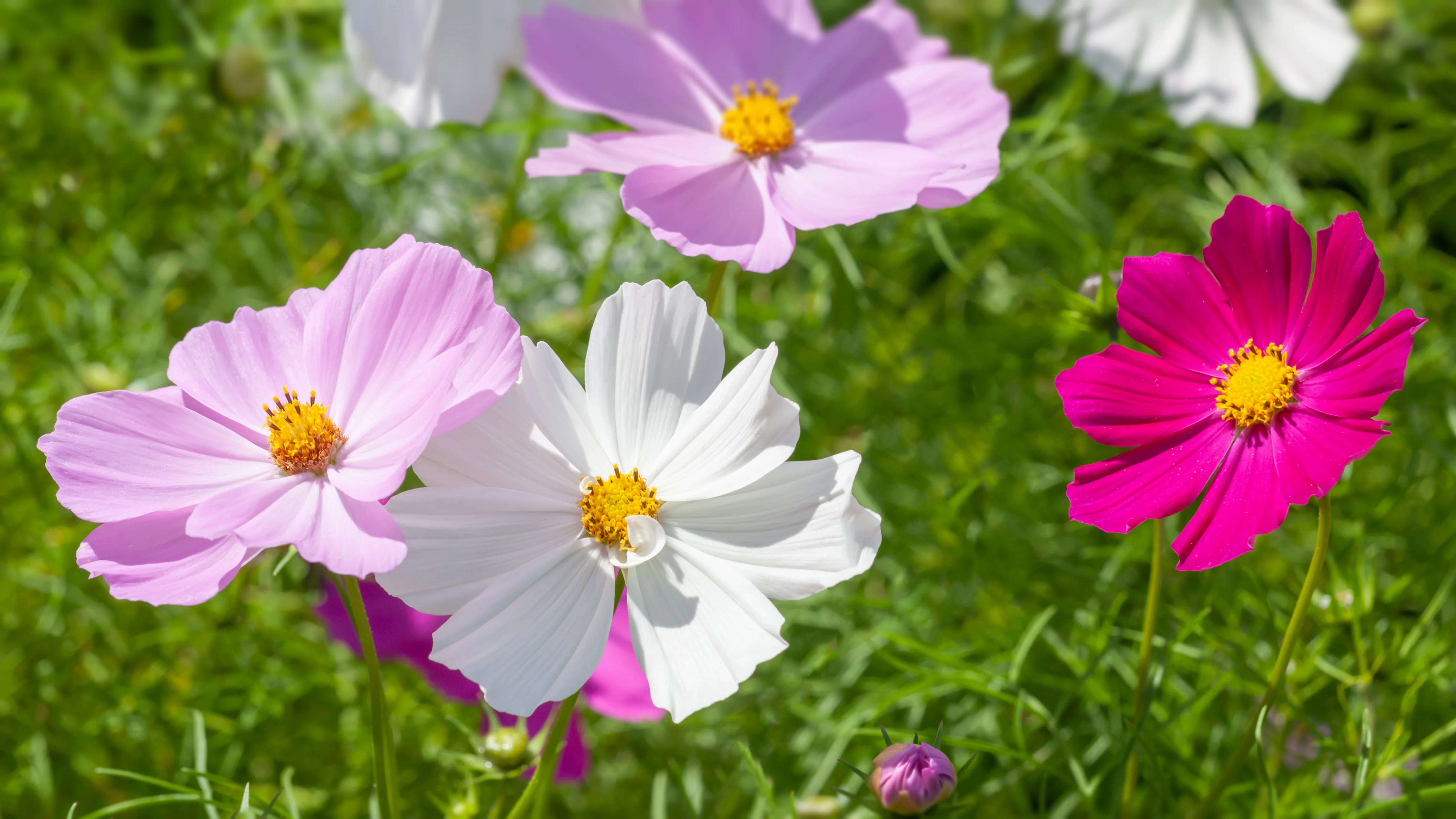 Sensation Mix Cosmos Seeds