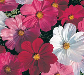 Sensation Mix Cosmos Seeds - Image 2
