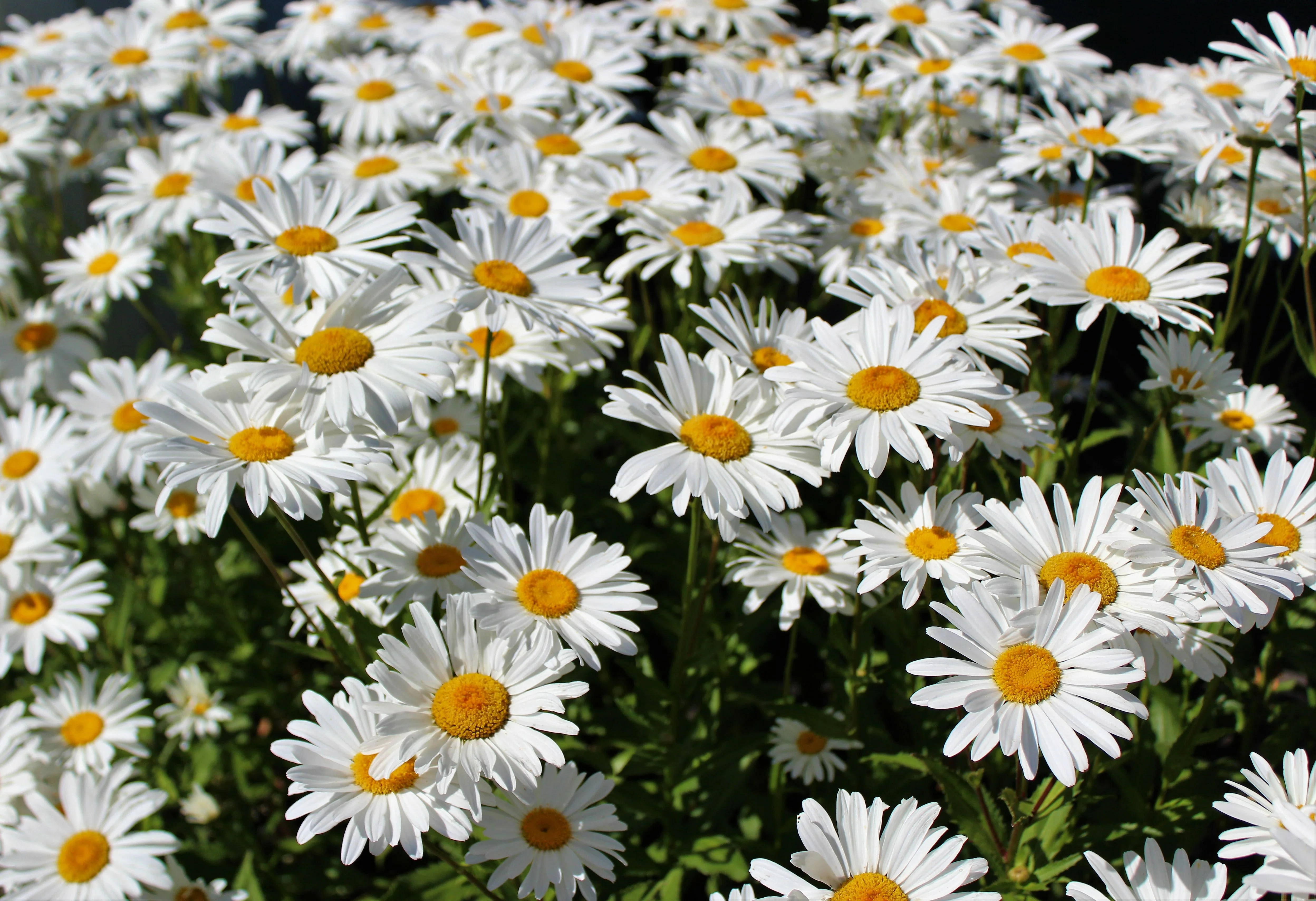 Shasta Daisy Seeds