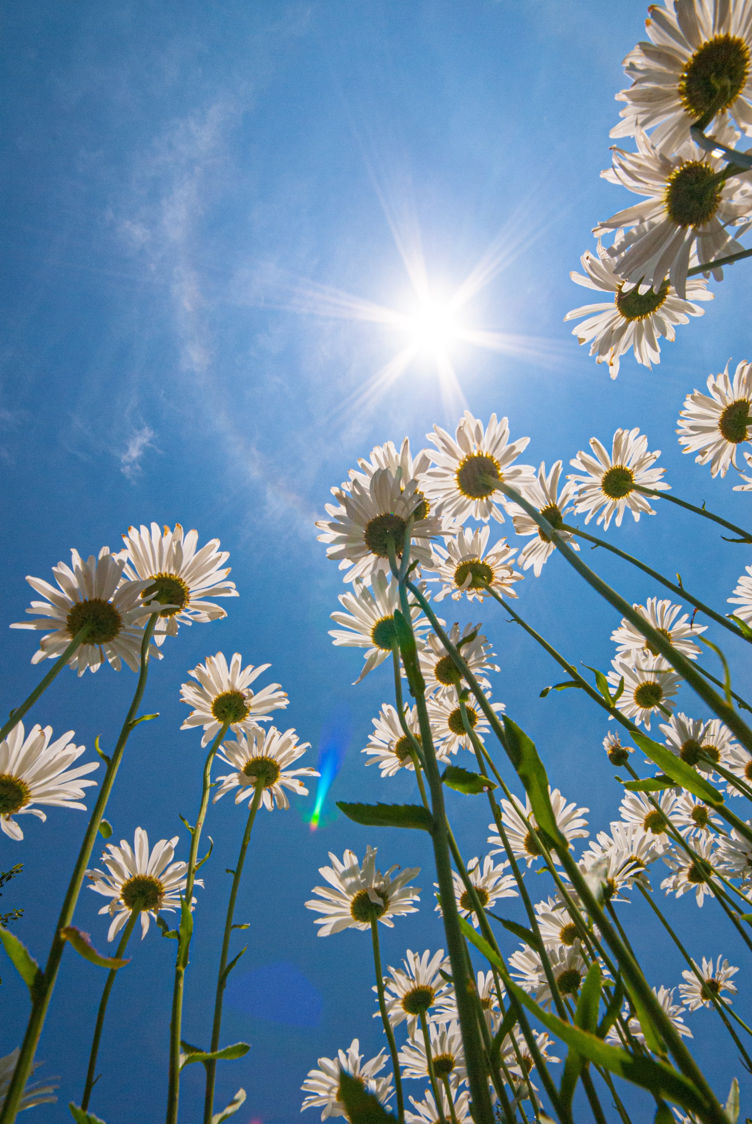 Shasta Daisy Seeds - Image 2