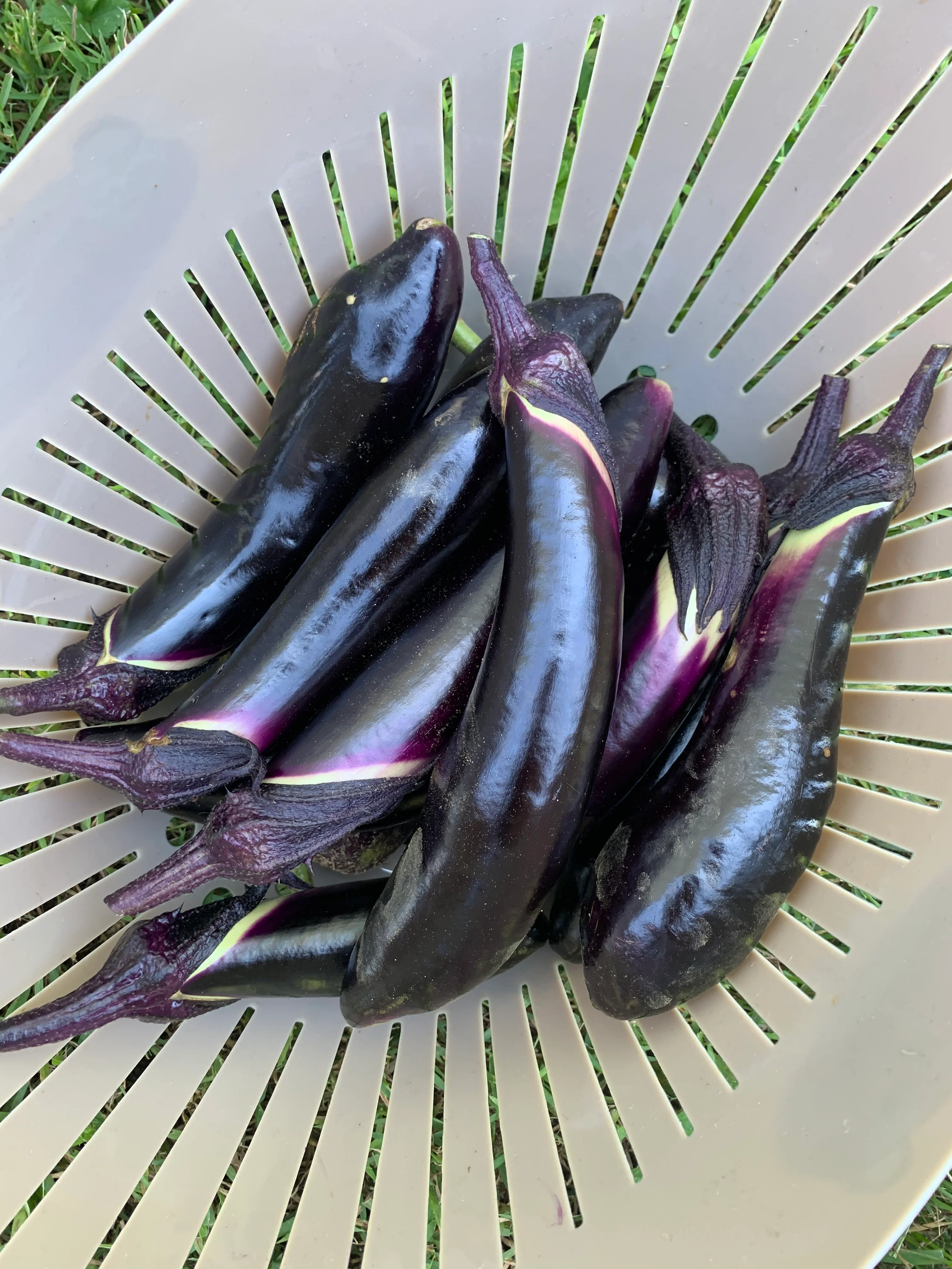 Shikou Hybrid Eggplant Seeds