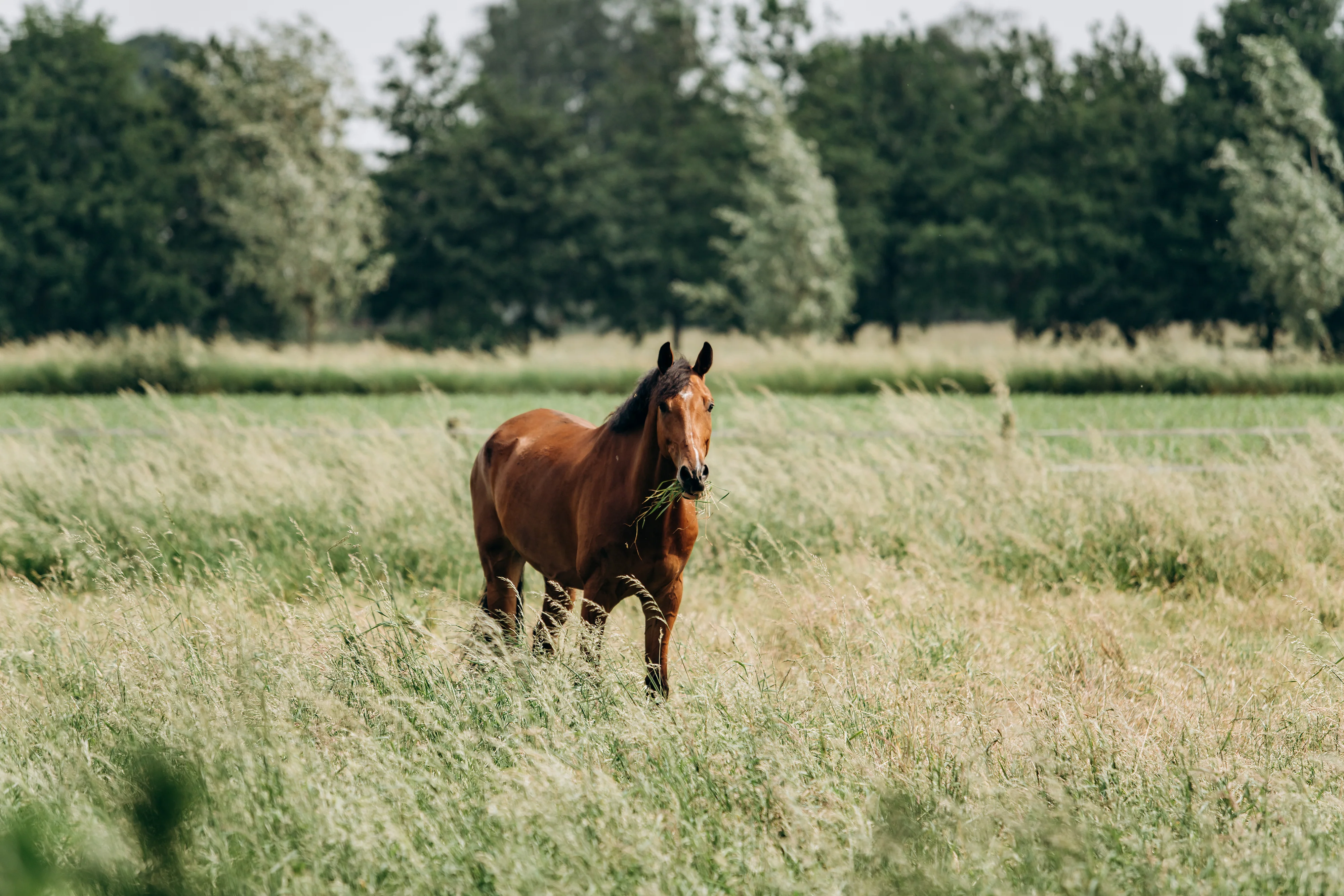 Show Horse Pasture Mix Seed