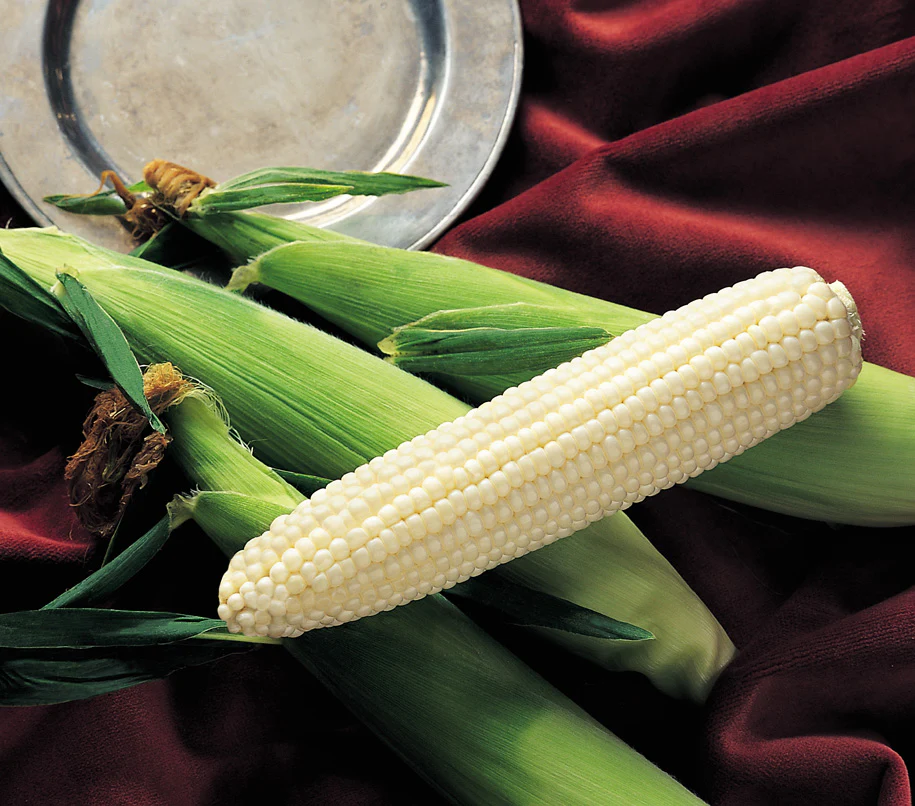 Silver King Sweet Corn Seeds