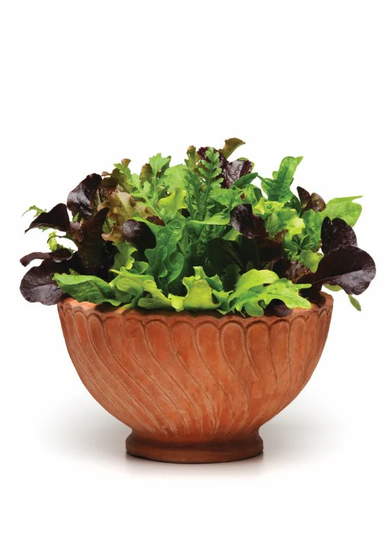 Simplysalad Alfresco Mix Seeds