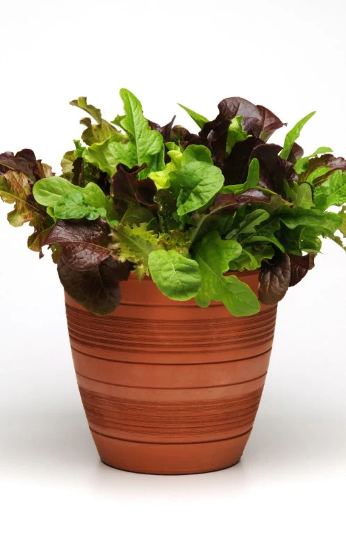 Simplysalad City Garden Mix Seeds