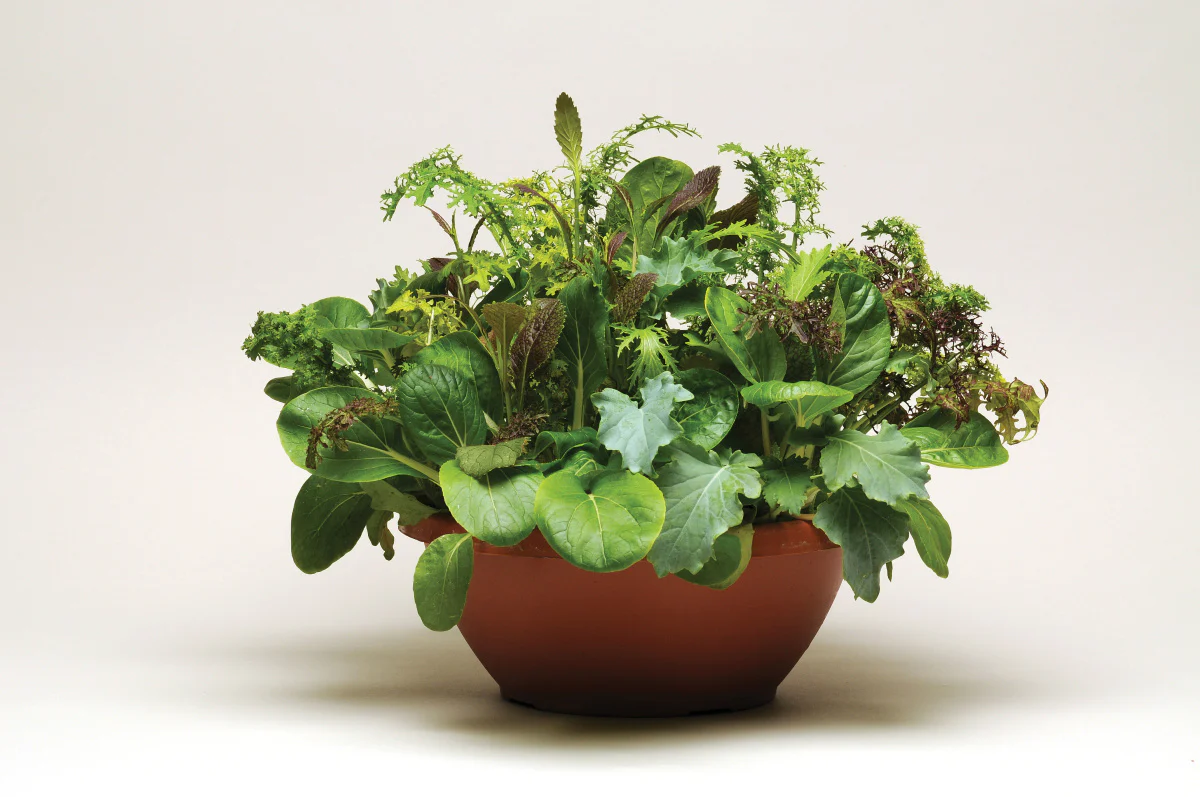 Simplysalad Wonder Wok Mix (10 seeds), Container Collection
