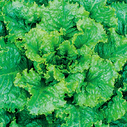 Slobolt Lettuce