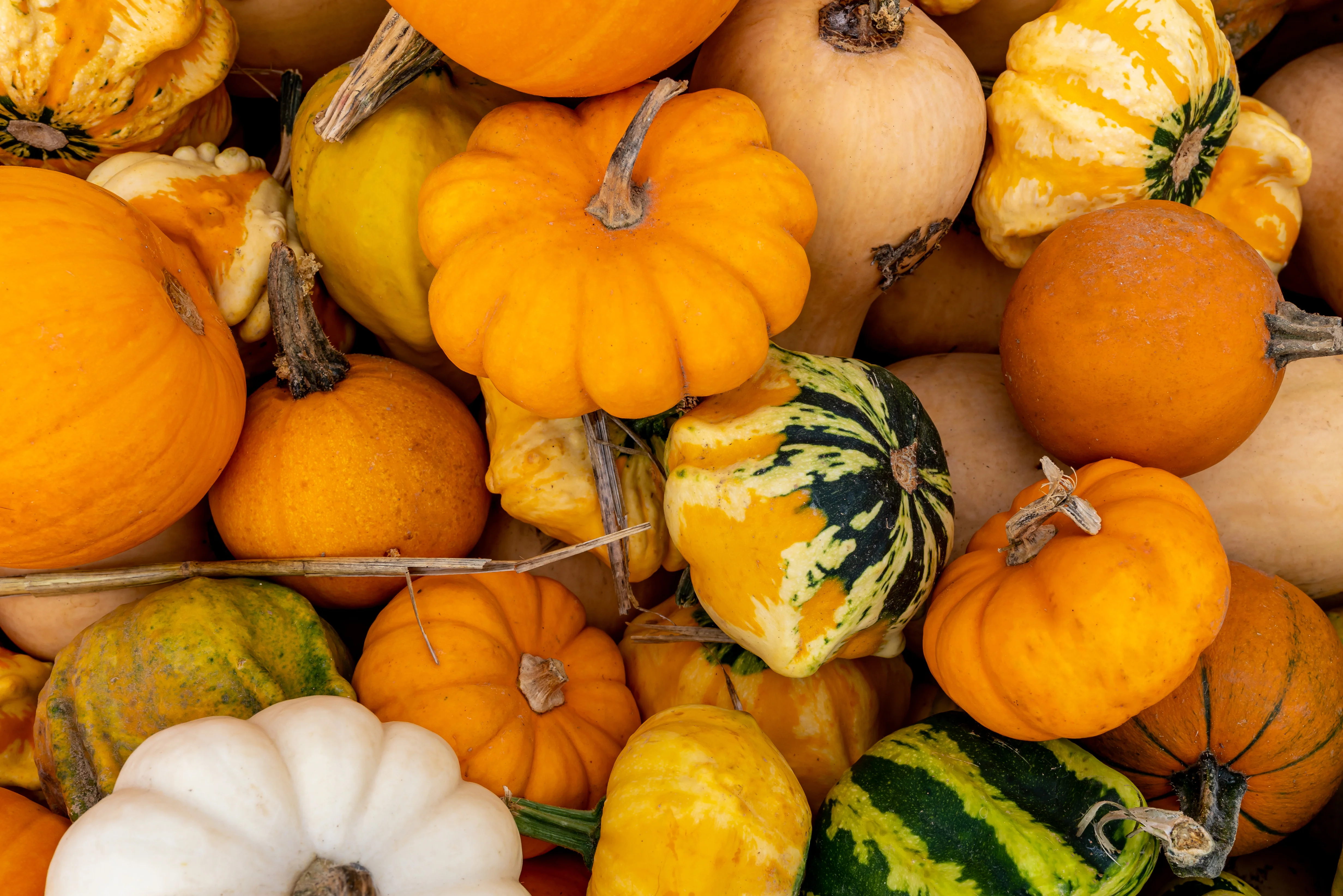 Small Fruited Mixed Gourd Seeds
