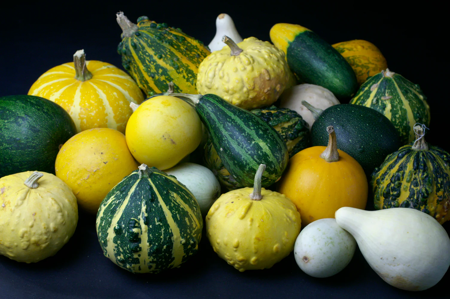 Small Fruited Mixed Gourd Seeds - Image 2