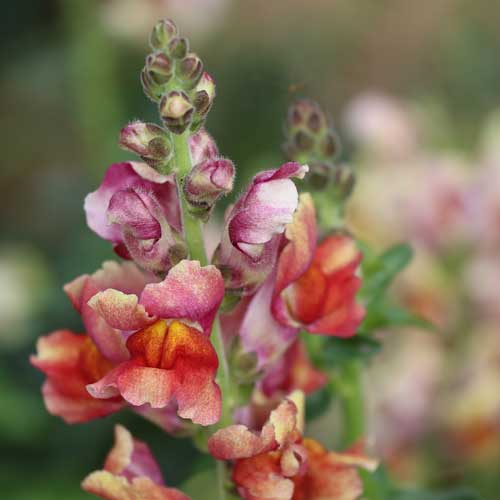 Snapdragon Tetra Mix