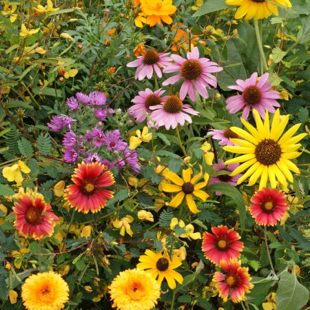 Songbird Flower Seed Mix
