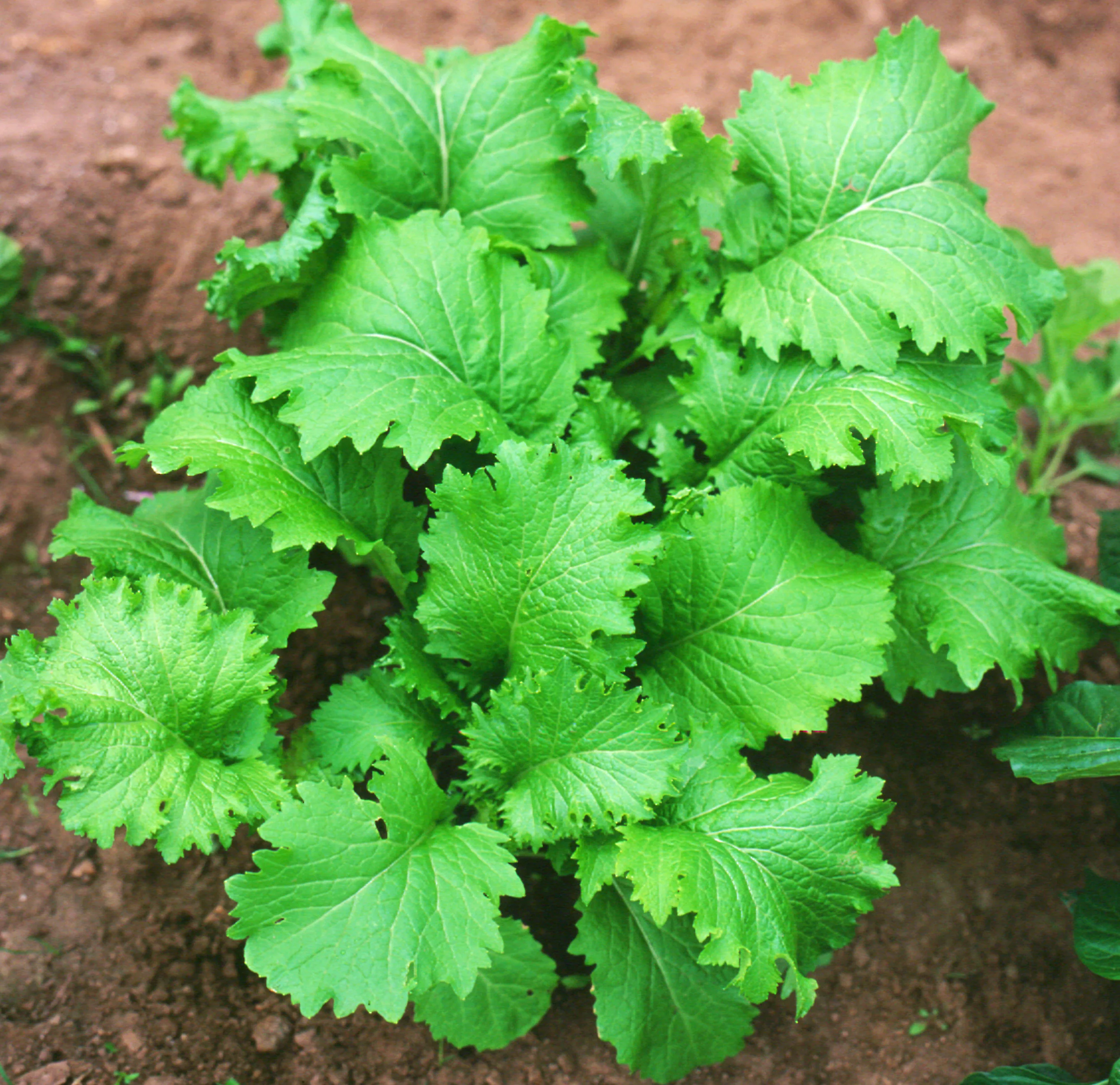 Southern Giant Curled Mustard Seeds