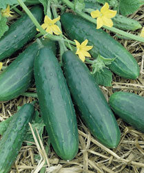 Spacemaster Cucumber Seeds