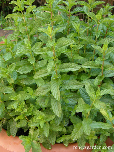 Spearmint