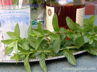 Spearmint - Image 3