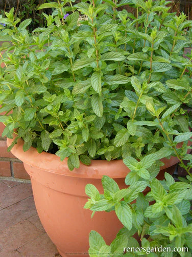 Spearmint - Image 4
