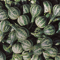 Spinning Gourd