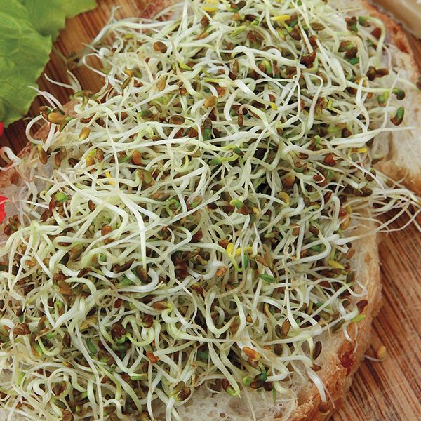Sprouting Seeds - Alfalfa