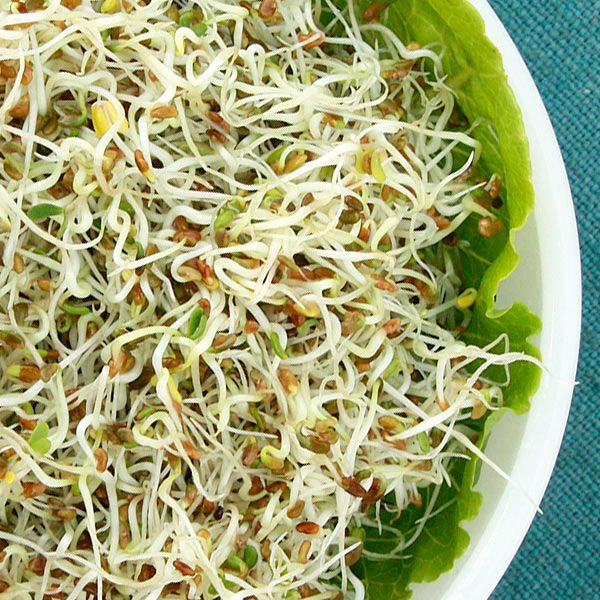 Sprouting Seeds - Alfalfa - Image 2