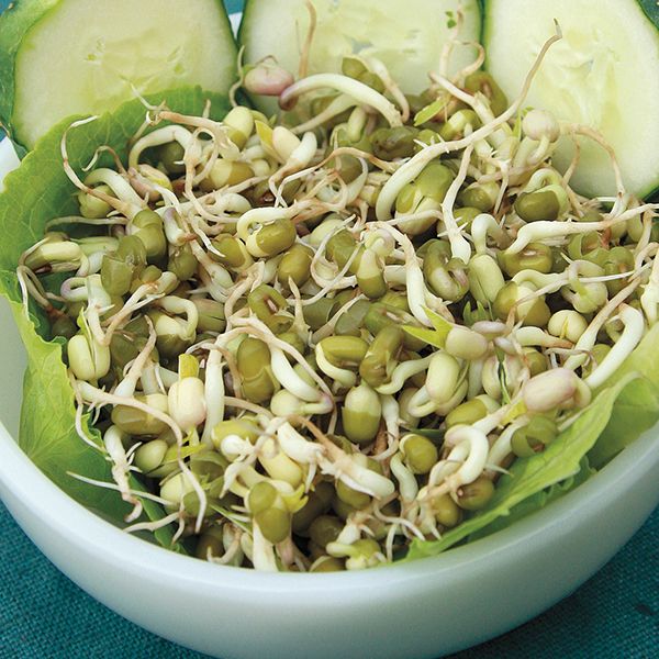 Sprouting Seeds - Mung Bean